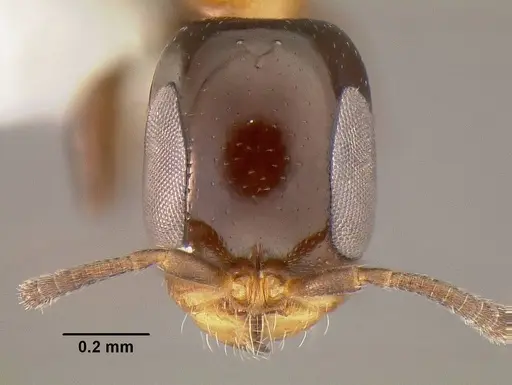 Pseudomyrmex micans specimen