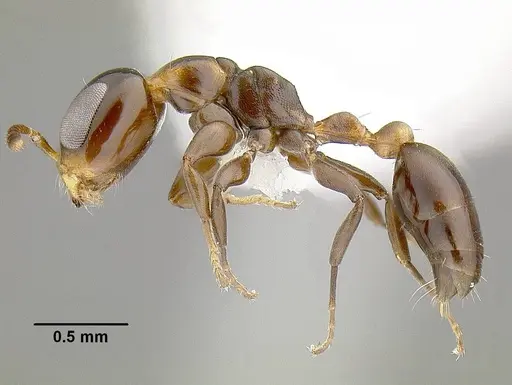 Pseudomyrmex micans specimen