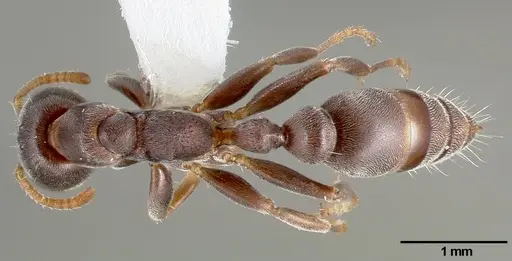 Pseudomyrmex mixtecus specimen