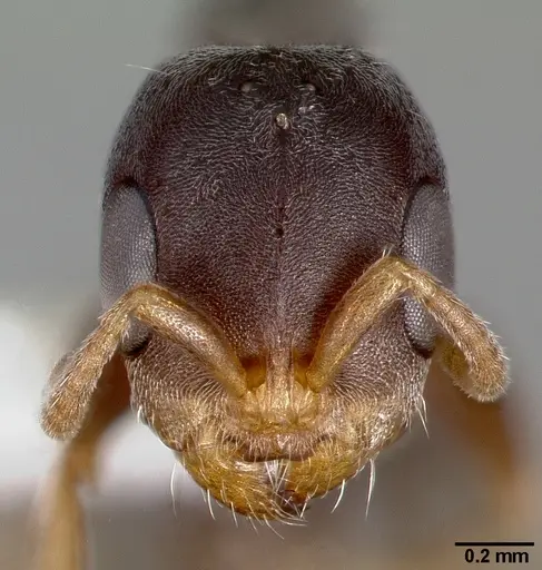 Pseudomyrmex mixtecus specimen