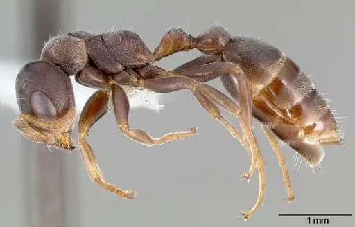 Pseudomyrmex mixtecus specimen
