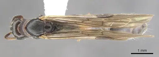 Pseudomyrmex mixtecus - CASENT0902912