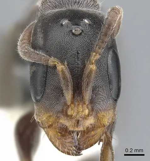 Pseudomyrmex mixtecus - CASENT0902912