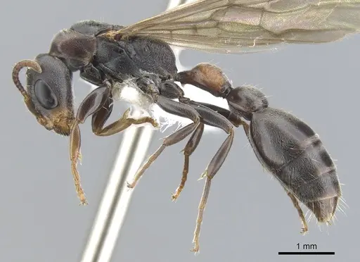 Pseudomyrmex mixtecus - CASENT0902912