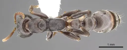 Pseudomyrmex mixtecus - CASENT0902913
