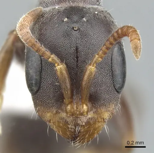 Pseudomyrmex mixtecus - CASENT0902913