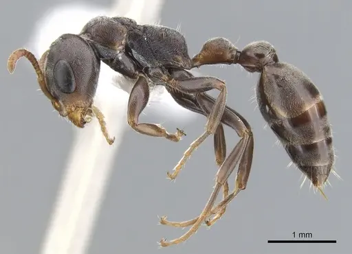 Pseudomyrmex mixtecus - CASENT0902913