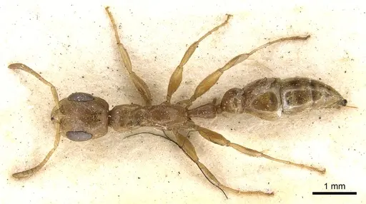 Pseudomyrmex monochrous specimen