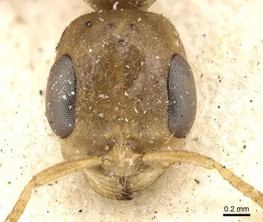 Pseudomyrmex monochrous specimen