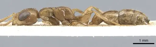 Pseudomyrmex monochrous specimen