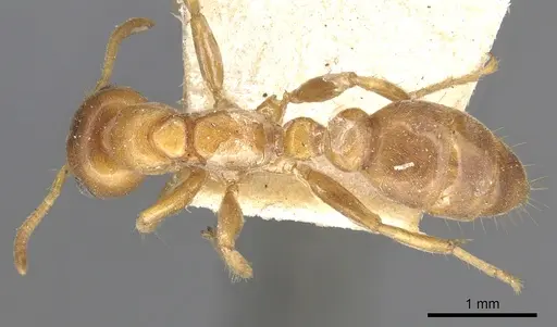 Pseudomyrmex mordax specimen