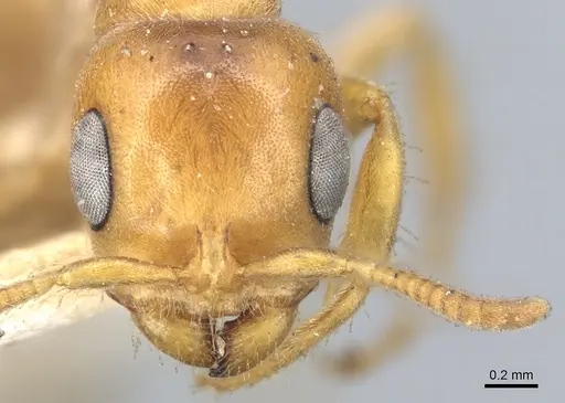 Pseudomyrmex mordax specimen
