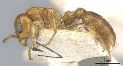 Pseudomyrmex mordax specimen