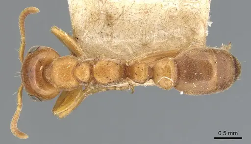 Pseudomyrmex mordax - CASENT0904051