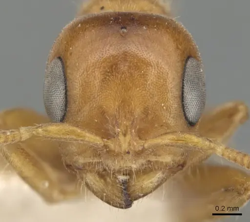 Pseudomyrmex mordax - CASENT0904051