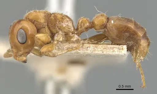 Pseudomyrmex mordax - CASENT0904051