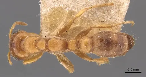 Pseudomyrmex mordax - CASENT0907495