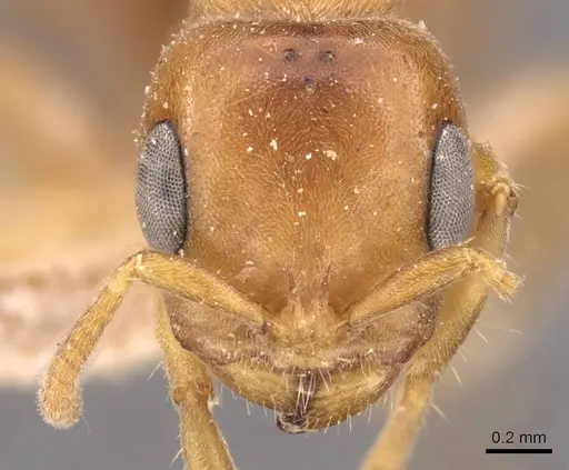 Pseudomyrmex mordax - CASENT0907495