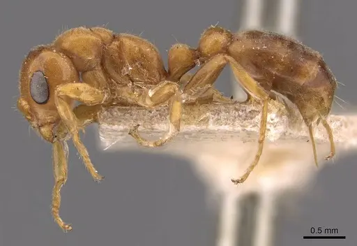 Pseudomyrmex mordax - CASENT0907495