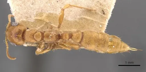 Pseudomyrmex mordax - CASENT0907496