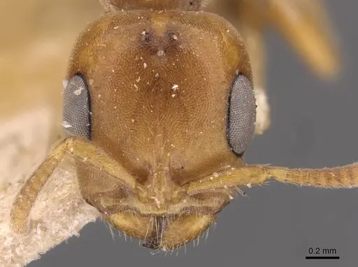 Pseudomyrmex mordax - CASENT0907496