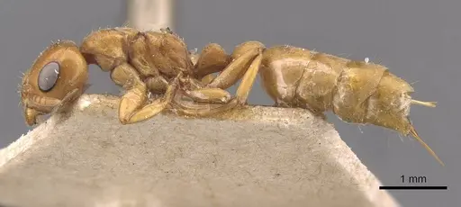 Pseudomyrmex mordax - CASENT0907496