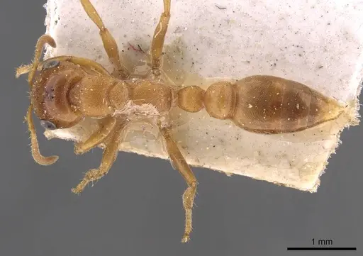 Pseudomyrmex mordax - CASENT0907497