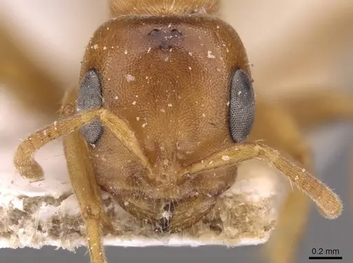 Pseudomyrmex mordax - CASENT0907497