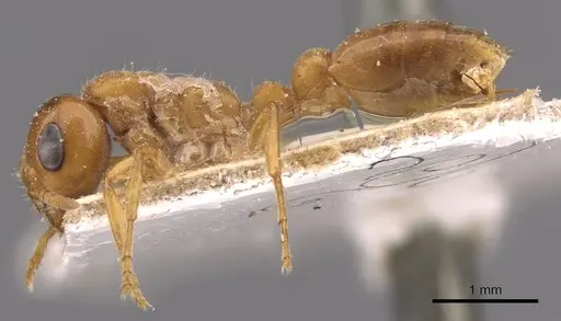 Pseudomyrmex mordax - CASENT0907497