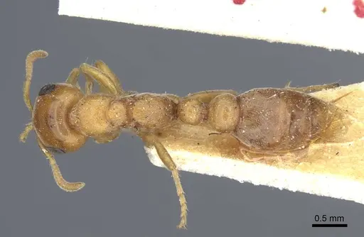 Pseudomyrmex mordax - CASENT0916873
