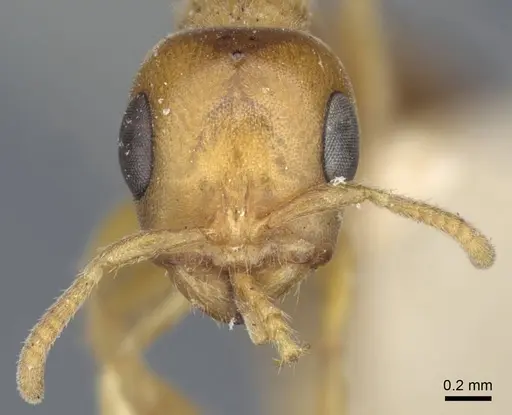 Pseudomyrmex mordax - CASENT0916873