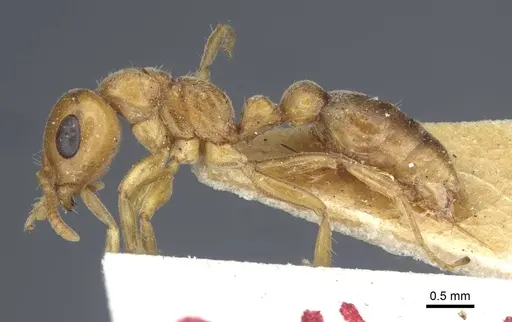 Pseudomyrmex mordax - CASENT0916873