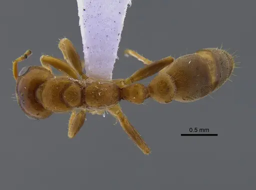 Pseudomyrmex mordax - CBUMAGENT41803