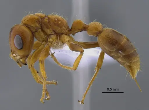 Pseudomyrmex mordax - CBUMAGENT41803