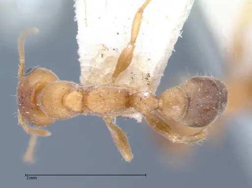 Pseudomyrmex mordax - FOCOL0053-1