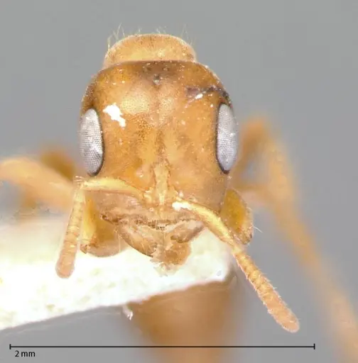 Pseudomyrmex mordax - FOCOL0053-1