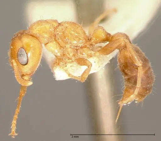 Pseudomyrmex mordax - FOCOL0053-1