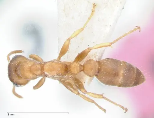 Pseudomyrmex mordax - FOCOL0053-2