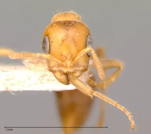 Pseudomyrmex mordax - FOCOL0053-2
