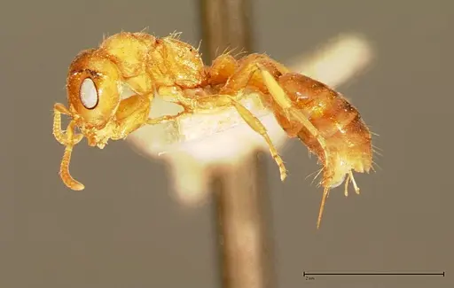 Pseudomyrmex mordax - FOCOL0053-2
