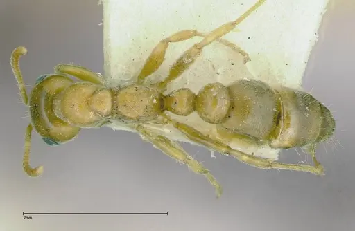 Pseudomyrmex mordax - FOCOL0317