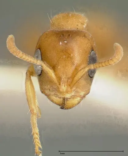 Pseudomyrmex mordax - FOCOL0317