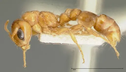 Pseudomyrmex mordax - FOCOL0317