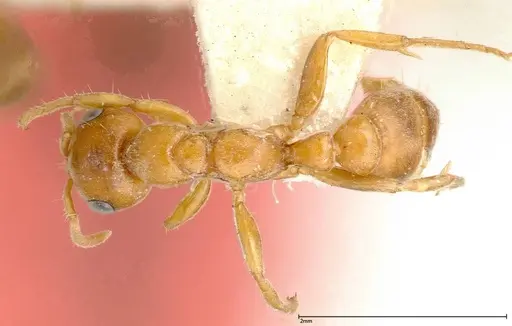 Pseudomyrmex mordax - FOCOL0318-1