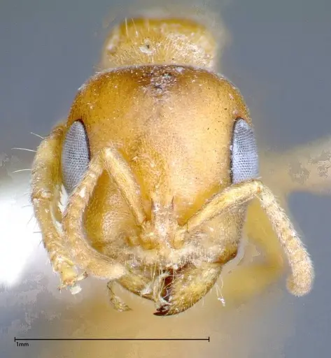 Pseudomyrmex mordax - FOCOL0318-1