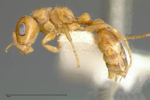 Pseudomyrmex mordax - FOCOL0318-1