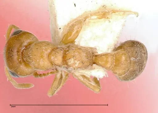 Pseudomyrmex mordax - FOCOL0318-2