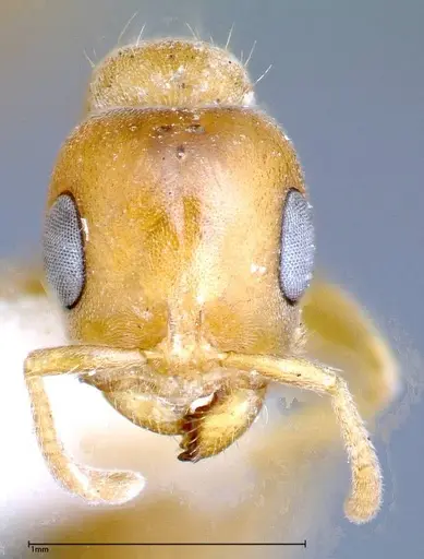 Pseudomyrmex mordax - FOCOL0318-2