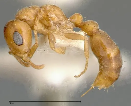 Pseudomyrmex mordax - FOCOL0318-2