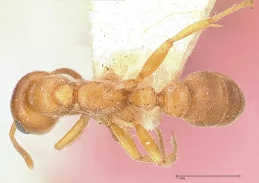 Pseudomyrmex mordax - FOCOL0688